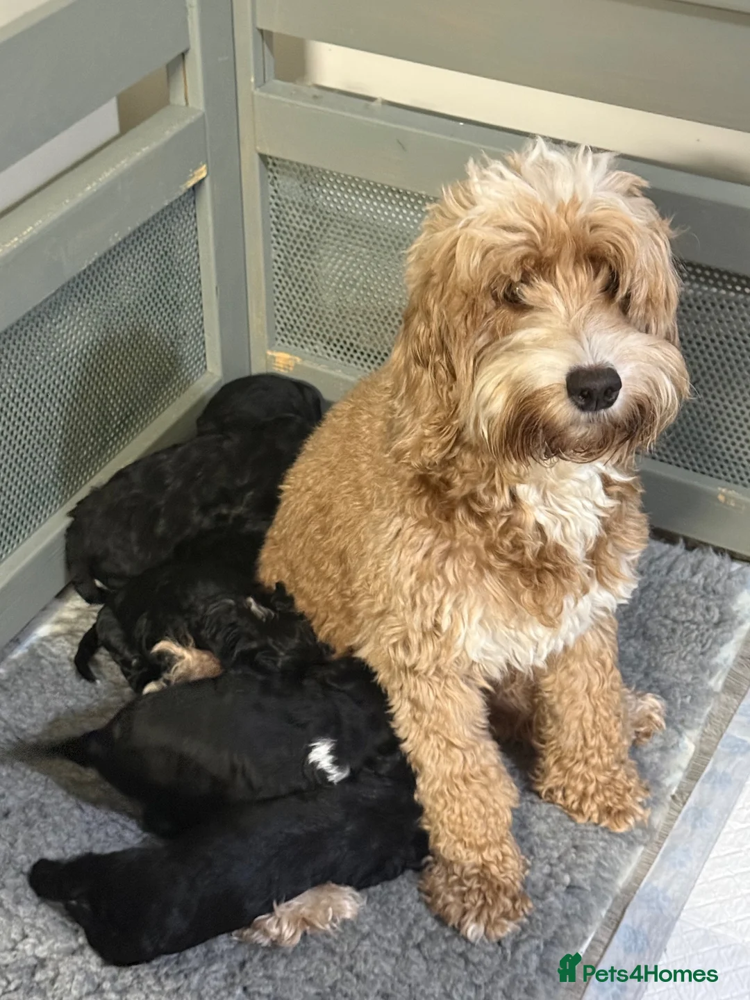 Cockapoo dogs for sale: Beautiful cockapoo puppies black black/white - Advert 7