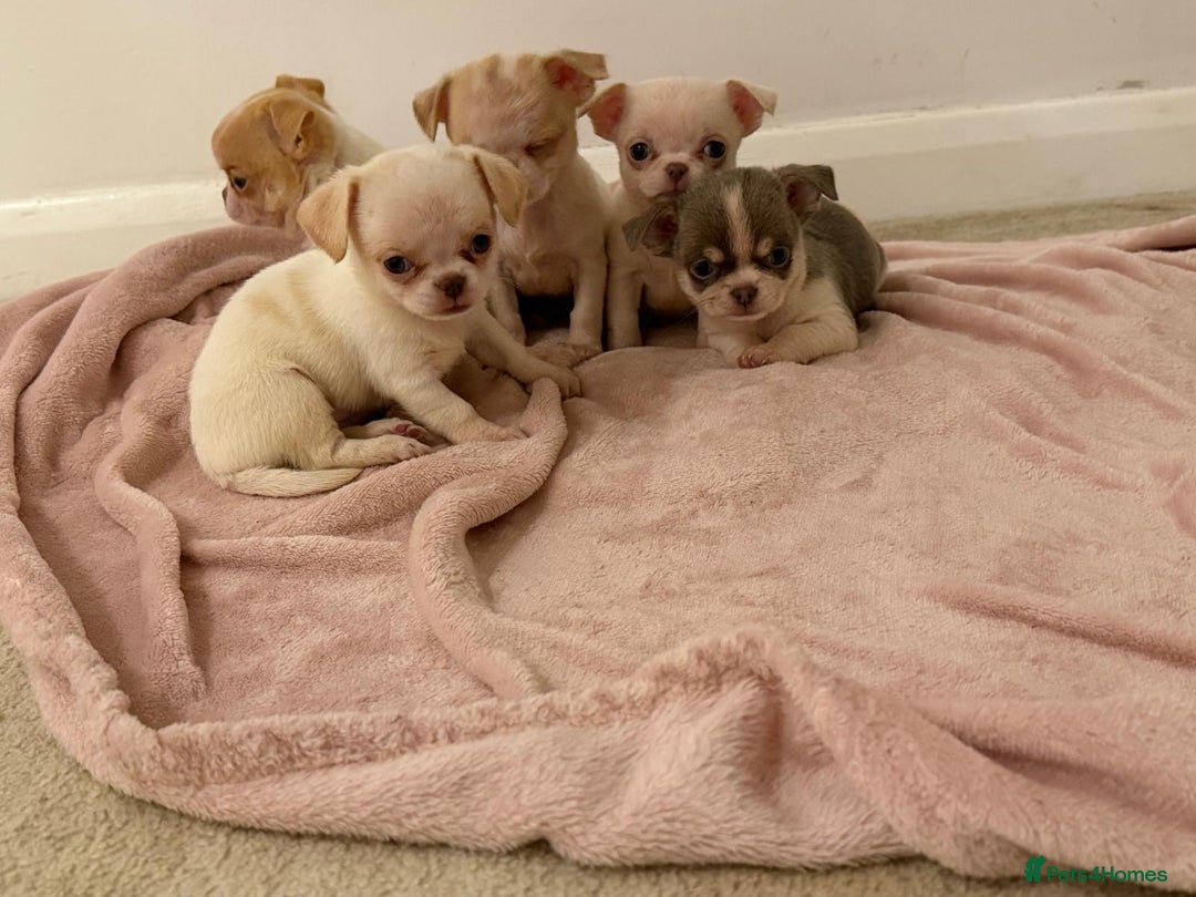 Chihuahua dogs for sale: Kc chihuahua puppies Russian and Ukraine lines - Advert 4