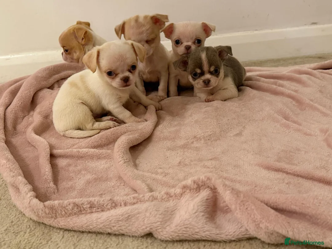 Chihuahua dogs for sale: Kc chihuahua puppies Russian and Ukraine lines - Advert 4
