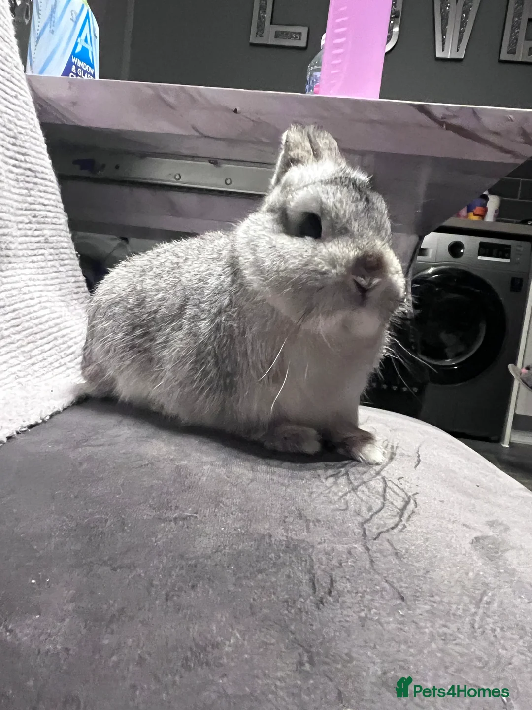 Netherland Dwarf rabbits for sale: Chinchilla Newlands dawlf baby - Advert 5