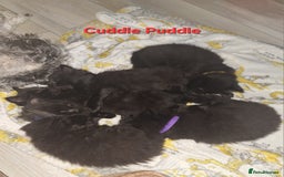 Mixed Breed cats for sale: 5 fluffy black kittens with hints of grey - Image 1