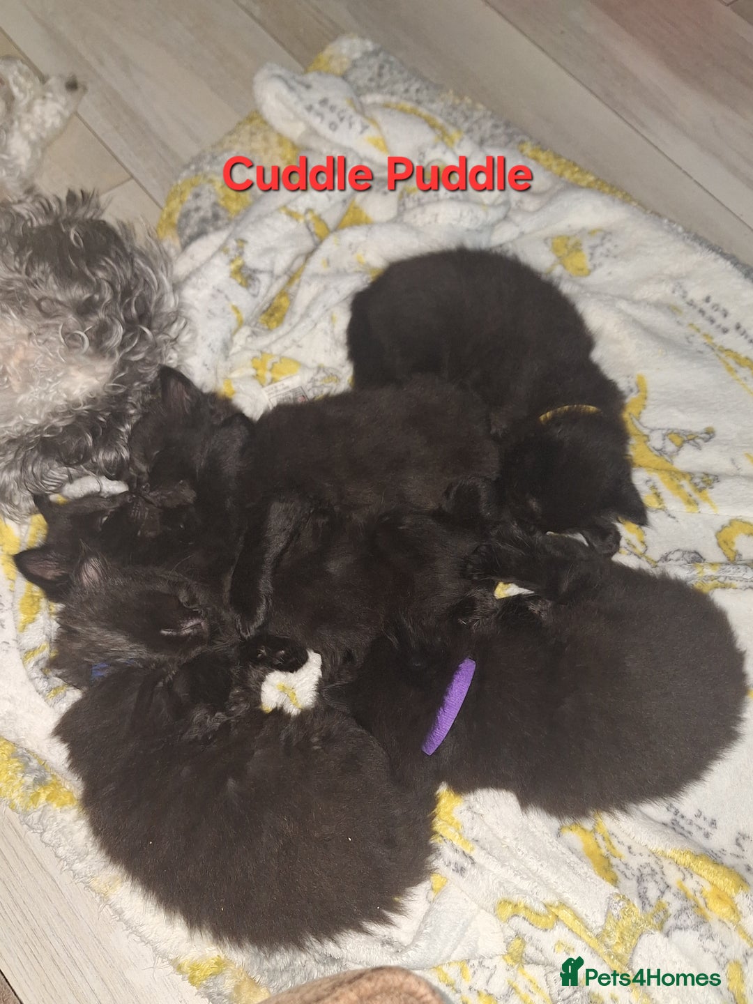 Mixed Breed cats for sale: 5 fluffy black kittens with hints of grey - Image 1