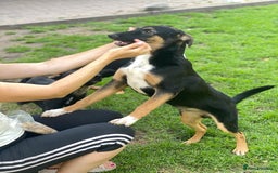 Mixed Breed dogs for adoption: 💙🐶 MAX 🐶💙 - Image 8