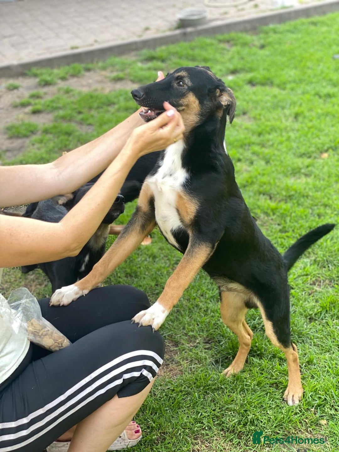Mixed Breed dogs for adoption: 💙🐶 MAX 🐶💙 - Image 8