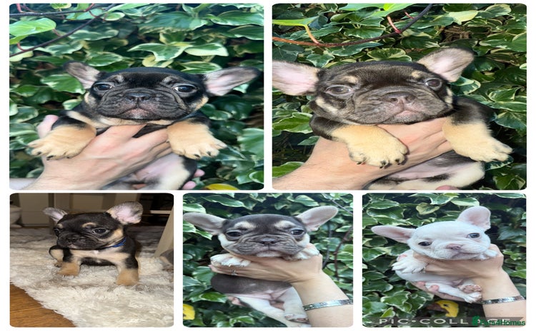 French Bulldog dogs - Advert 2