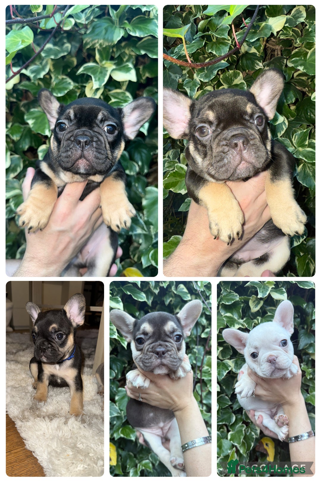 French Bulldog dogs for sale: READY NOW French bulldog puppies for sale - Image 1