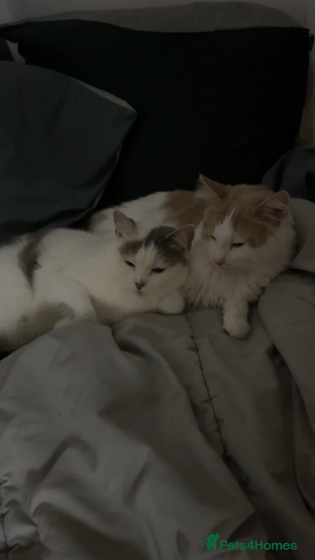 Domestic Shorthair cats for sale: gorgeous rare dilute calico girls - Advert 7