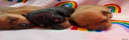 Mixed Breed dogs for sale: Adorable Tiny Pinscher x Chihuahua puppies - Advert 21