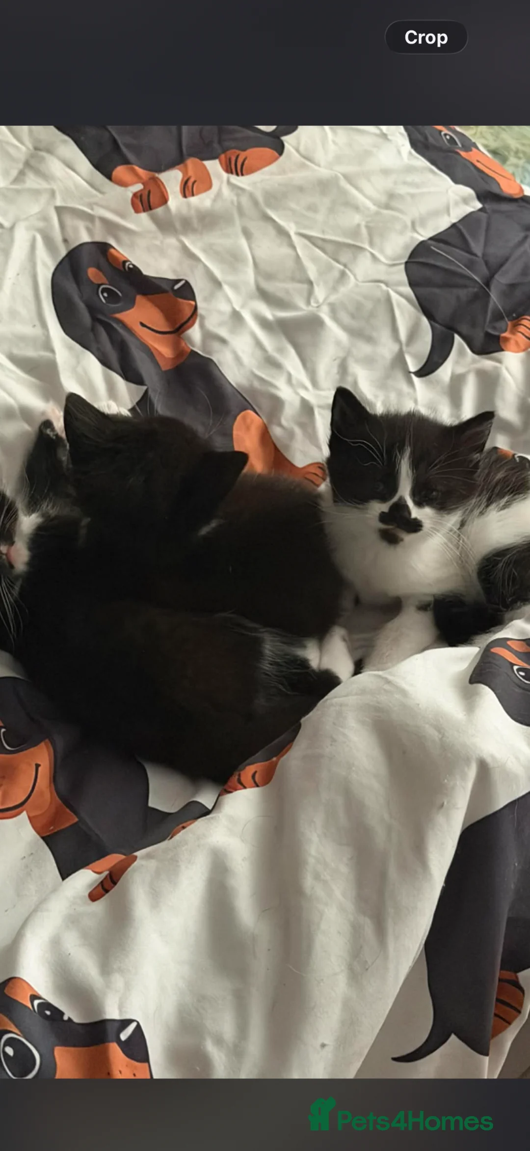 British Shorthair cats for sale: black and white kittens  - Advert 1