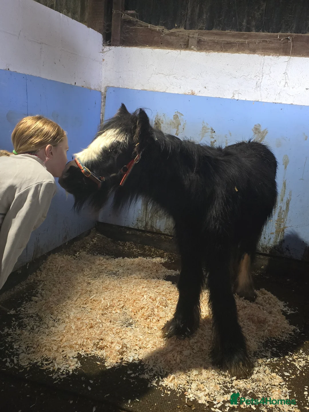 Irish Cob horses for sale: Beautiful 6mth Blagdon Filly - Advert 8