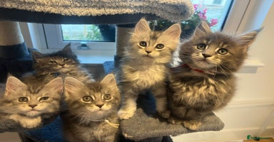 Maine Coon cats - Advert 4