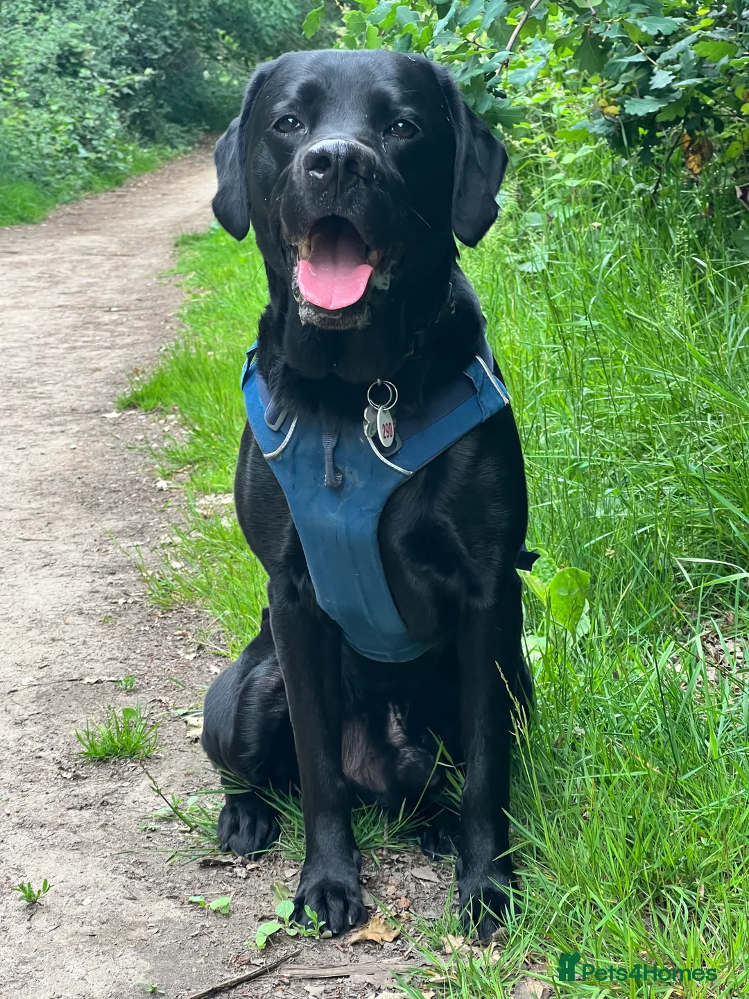 Labrador Retriever dogs for stud: Stud Labrador  - Advert 2