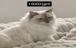 Ragdoll cats for sale: *Ragdoll Girl for sale!* - Image 1