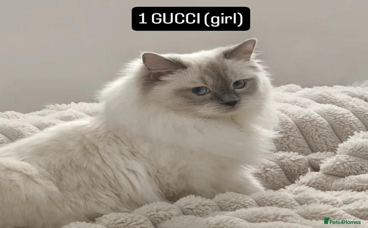 Ragdoll cats - Advert 14