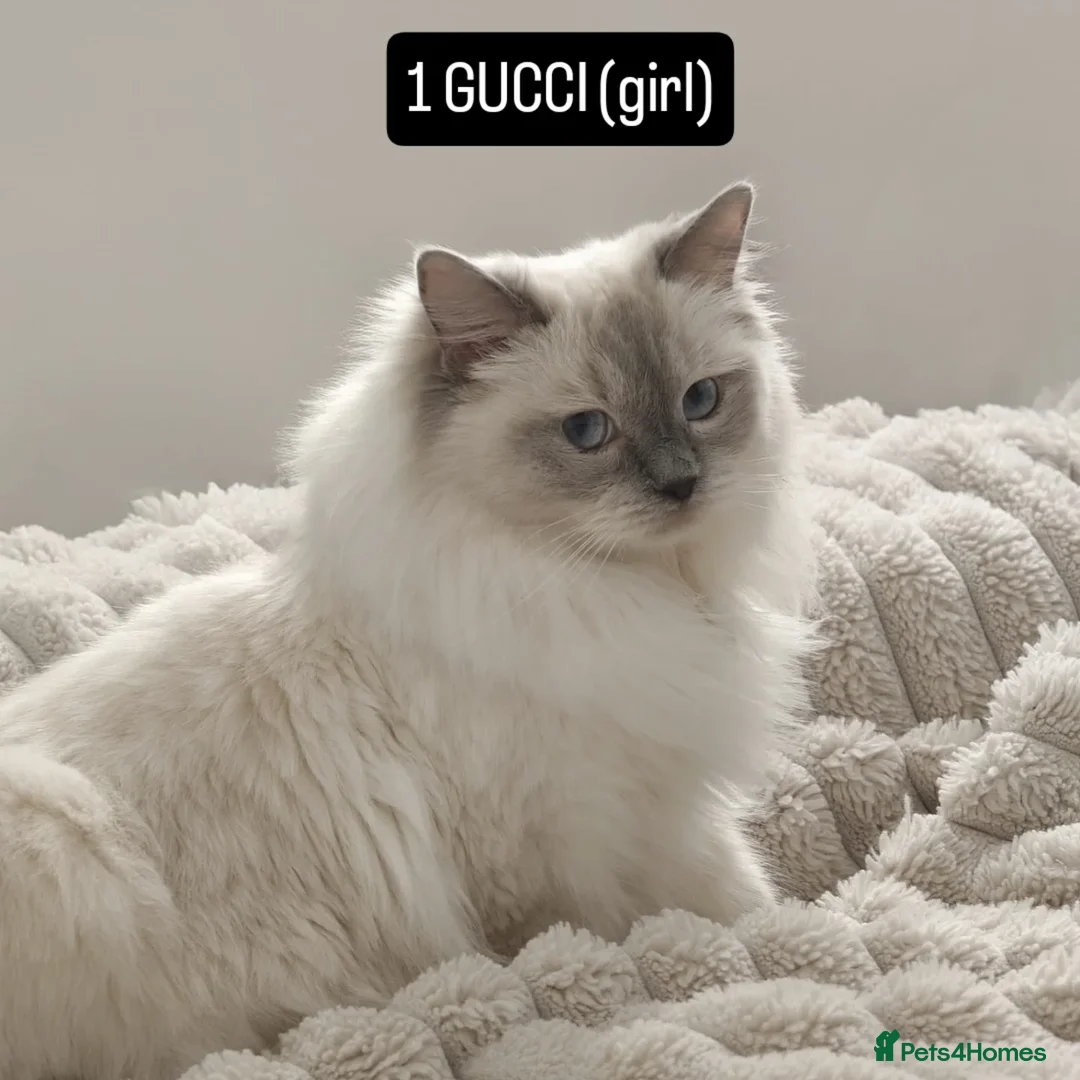 Ragdoll cats for sale: *Ragdoll Girl for sale!* - Image 1