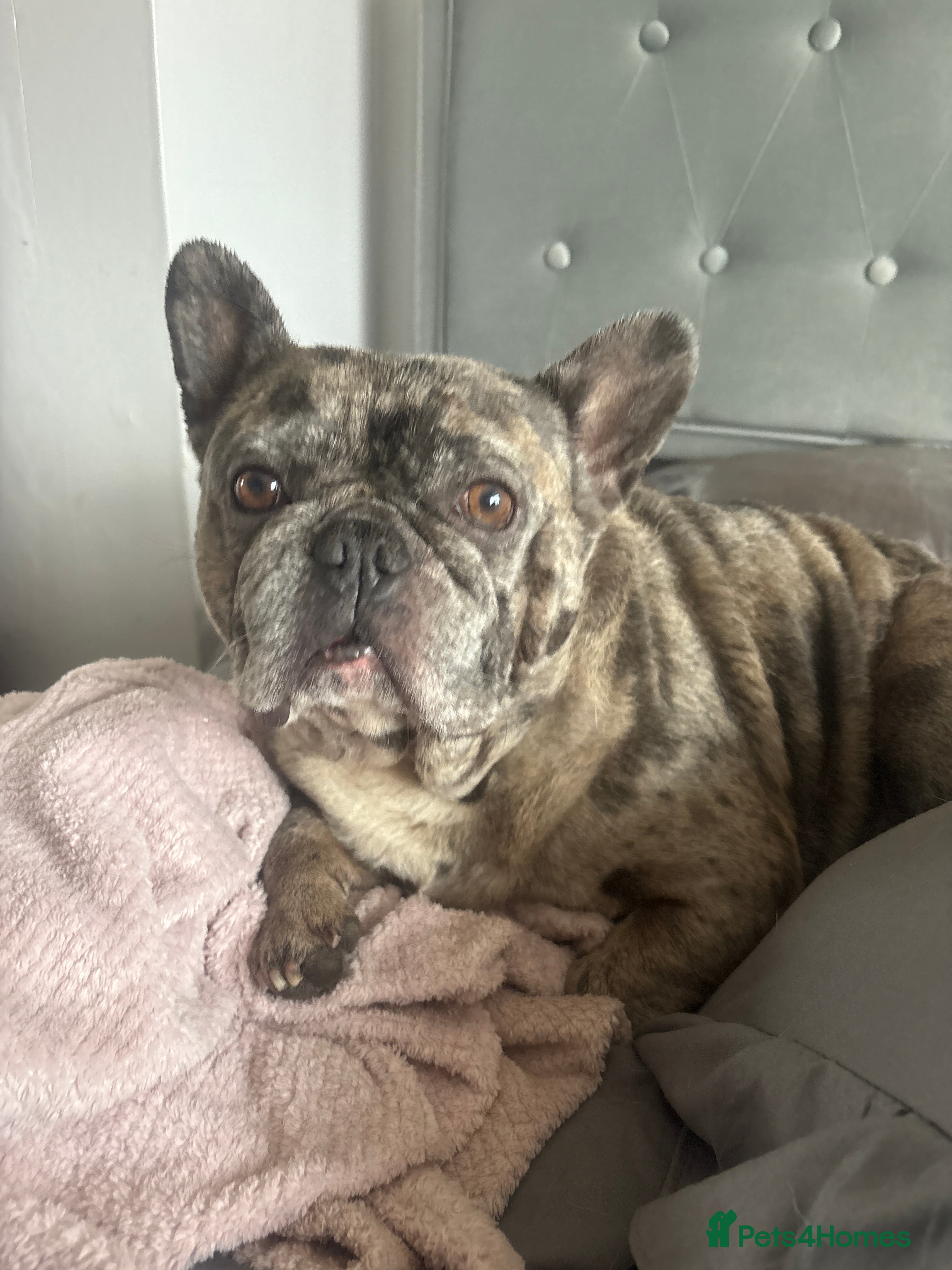 French Bulldog dogs Frenchie in need of a loving home - Advert 18