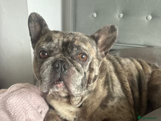 French Bulldog dogs Frenchie in need of a loving home - Advert 24