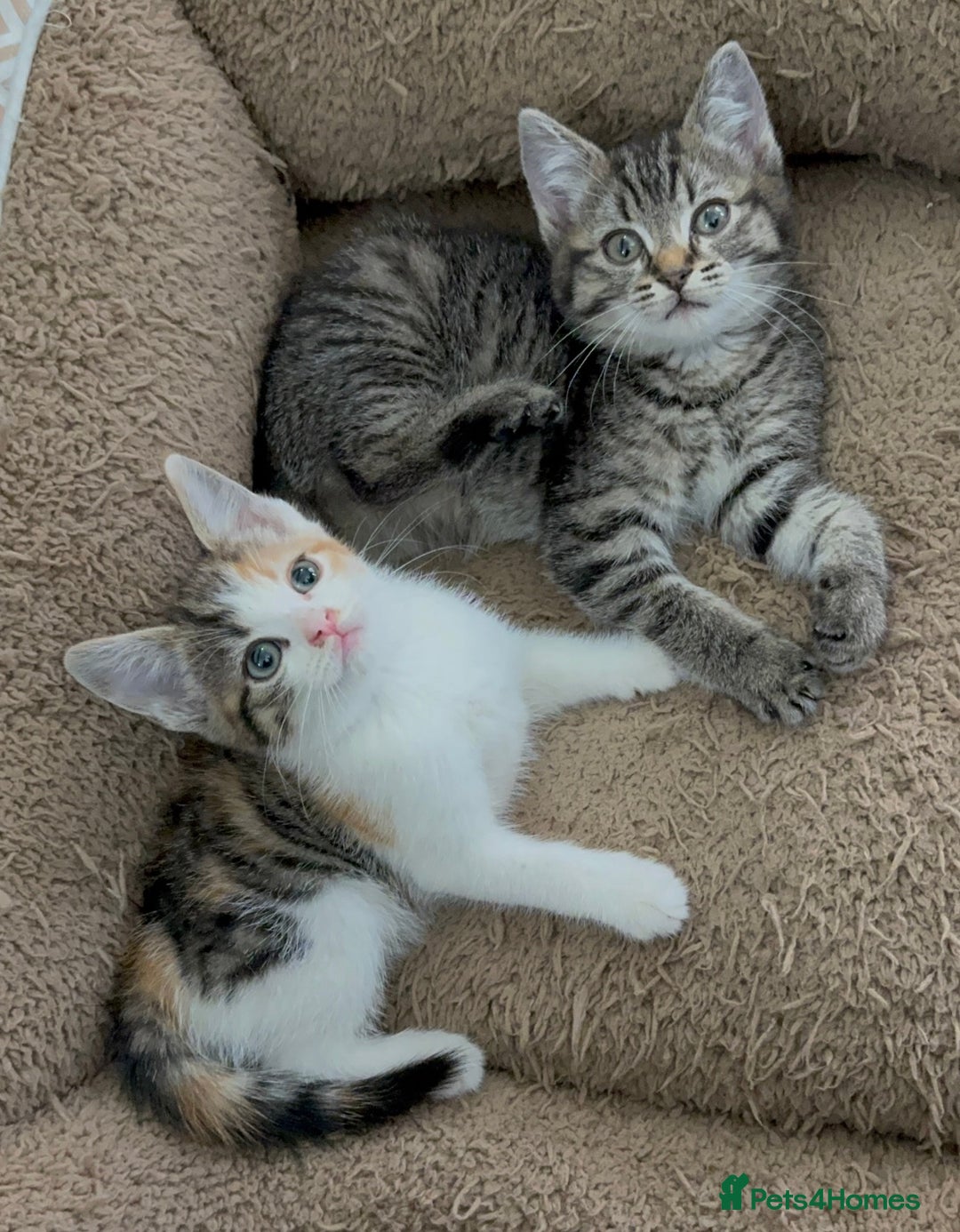 Mixed Breed cats for sale: Beautiful Kittens Ready for a Loving Home 🐾 - Advert 2