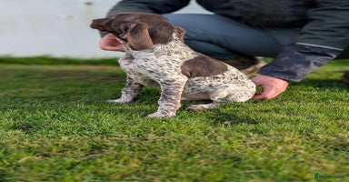 German Shorthaired Pointer dogs - Advert 7