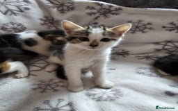British Shorthair cats for sale: Kittens for sale - Image 3
