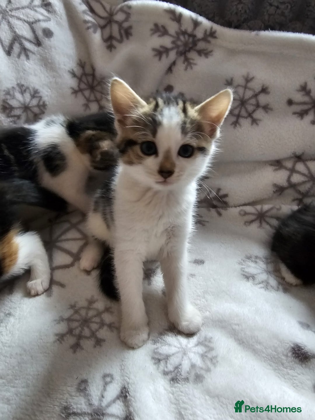 British Shorthair cats for sale: Kittens for sale - Image 3
