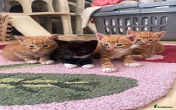 American Shorthair cats for sale: 4 male kittens for sale! - Image 1