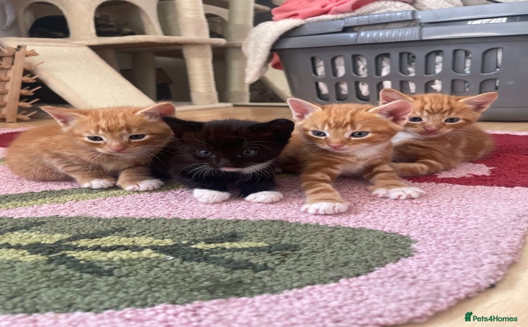 American Shorthair cats - Advert 1