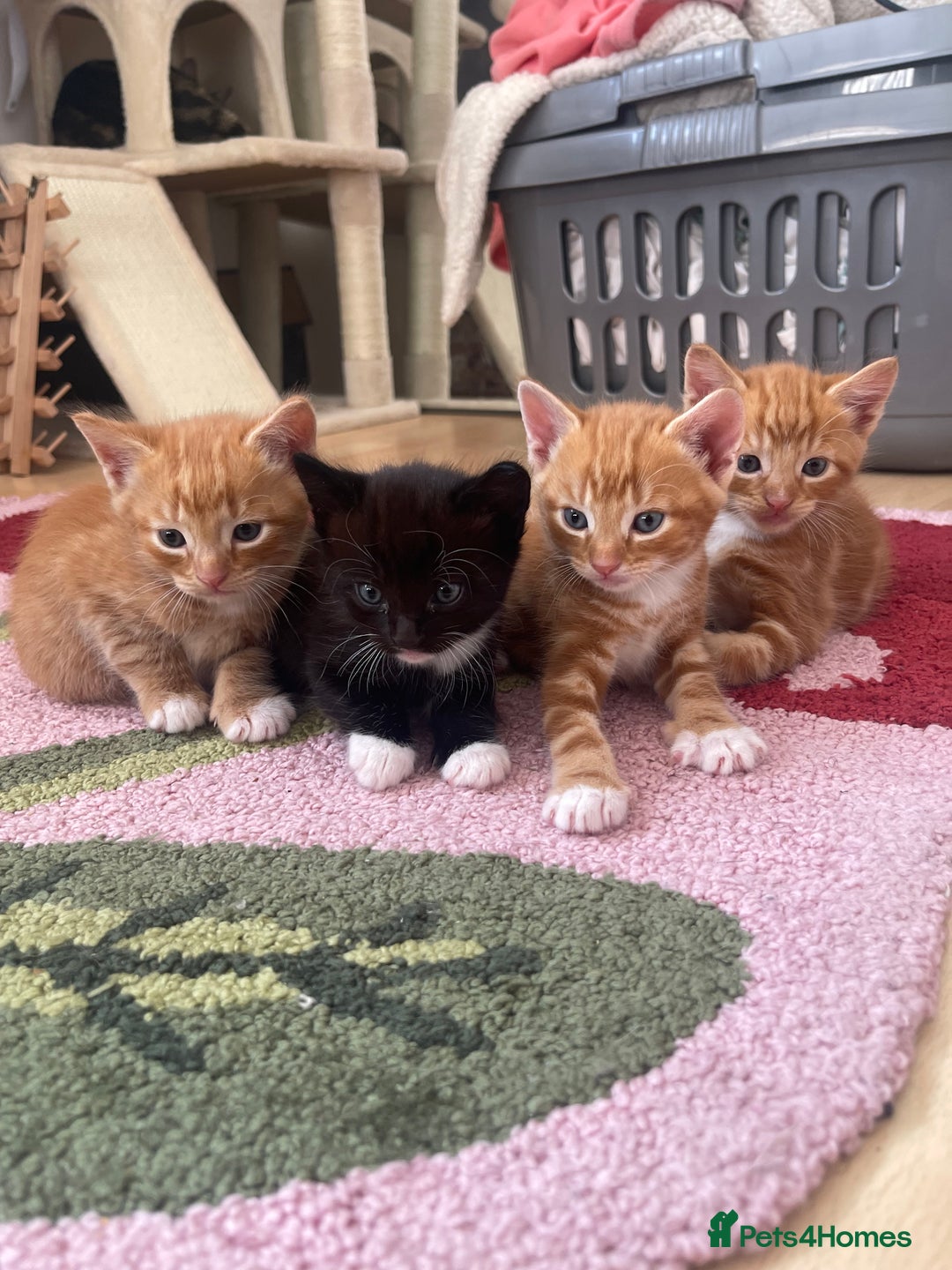 American Shorthair cats for sale: 4 male kittens for sale! - Image 1