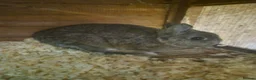 Mixed Breed rabbits for sale: Rabbits for sale  - Advert 3
