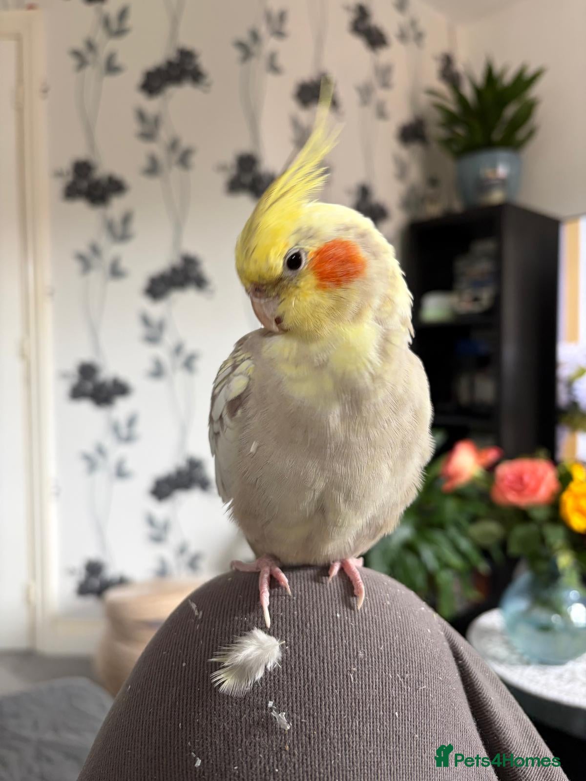 Cockatiels birds Female Cockatiel for sale - Advert 3