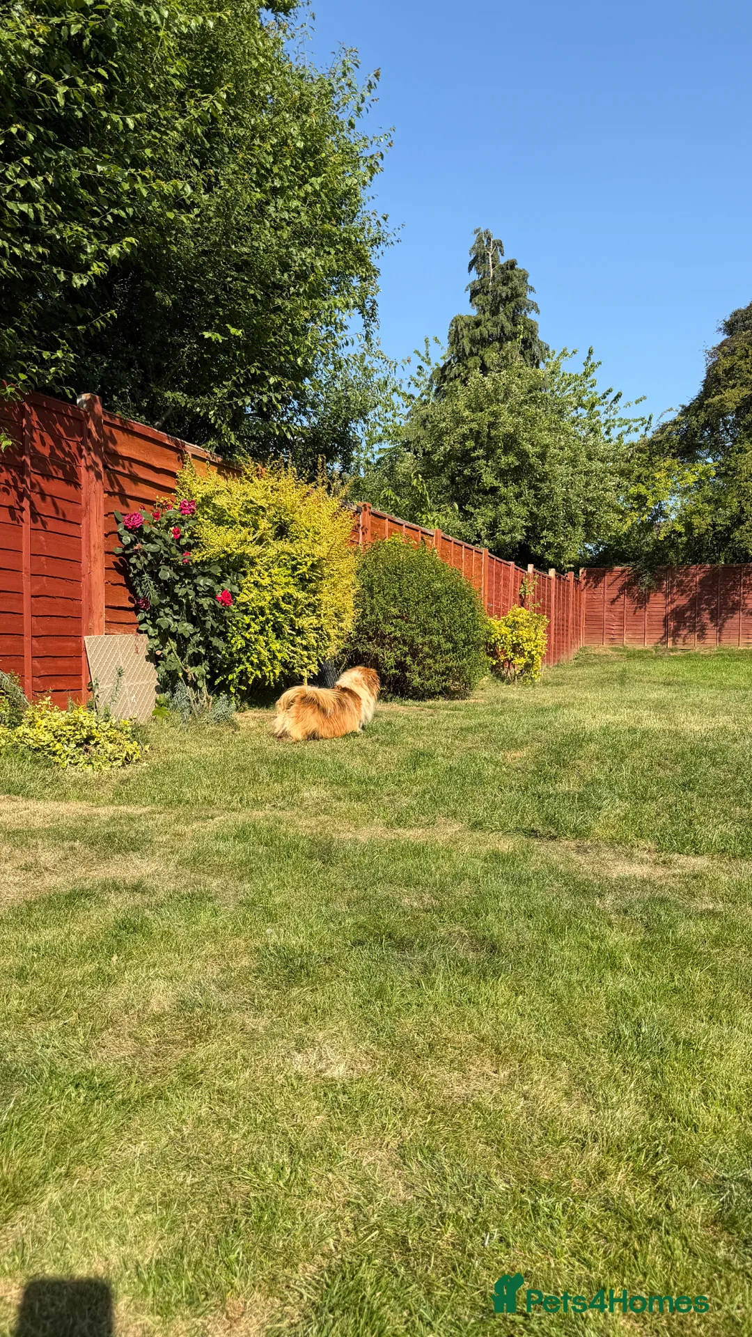 Mixed Breed dogs for sale: Fluffy Boy Francis is Ready For Adoption - Advert 11
