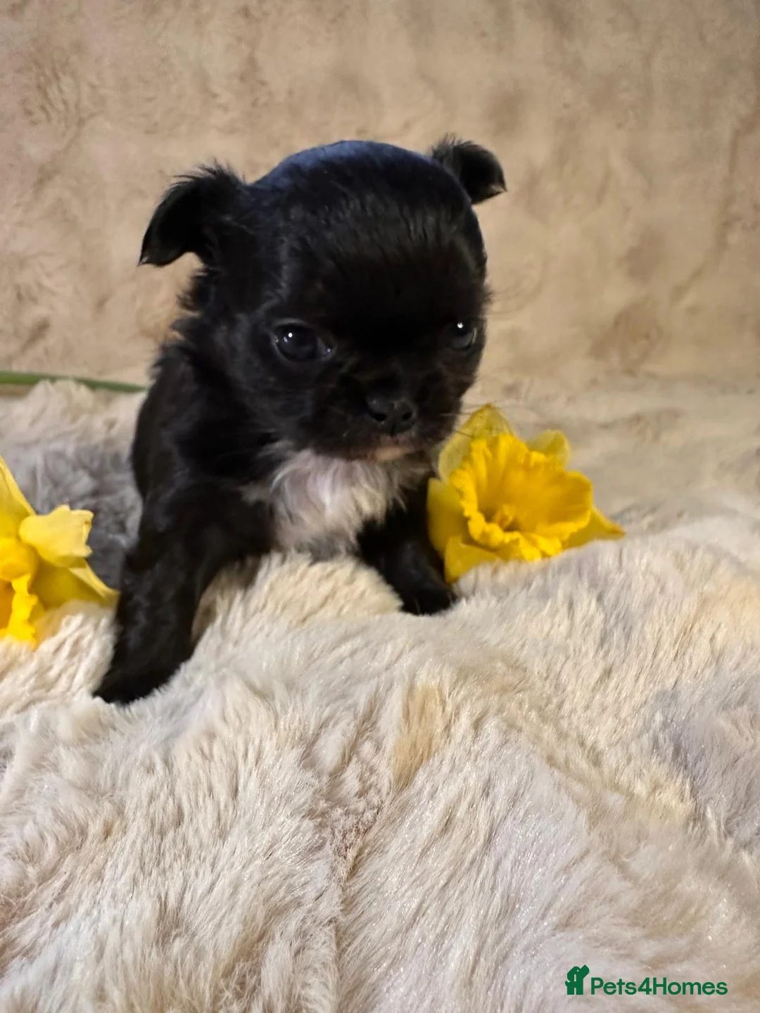 Chihuahua dogs for sale: Long hair, beautiful chihuahuas - Advert 11
