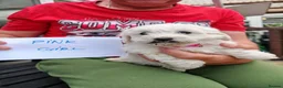 Bichon Frise dogs for sale:  6 Adorable Bichon Puppies 🐶 - Advert 4