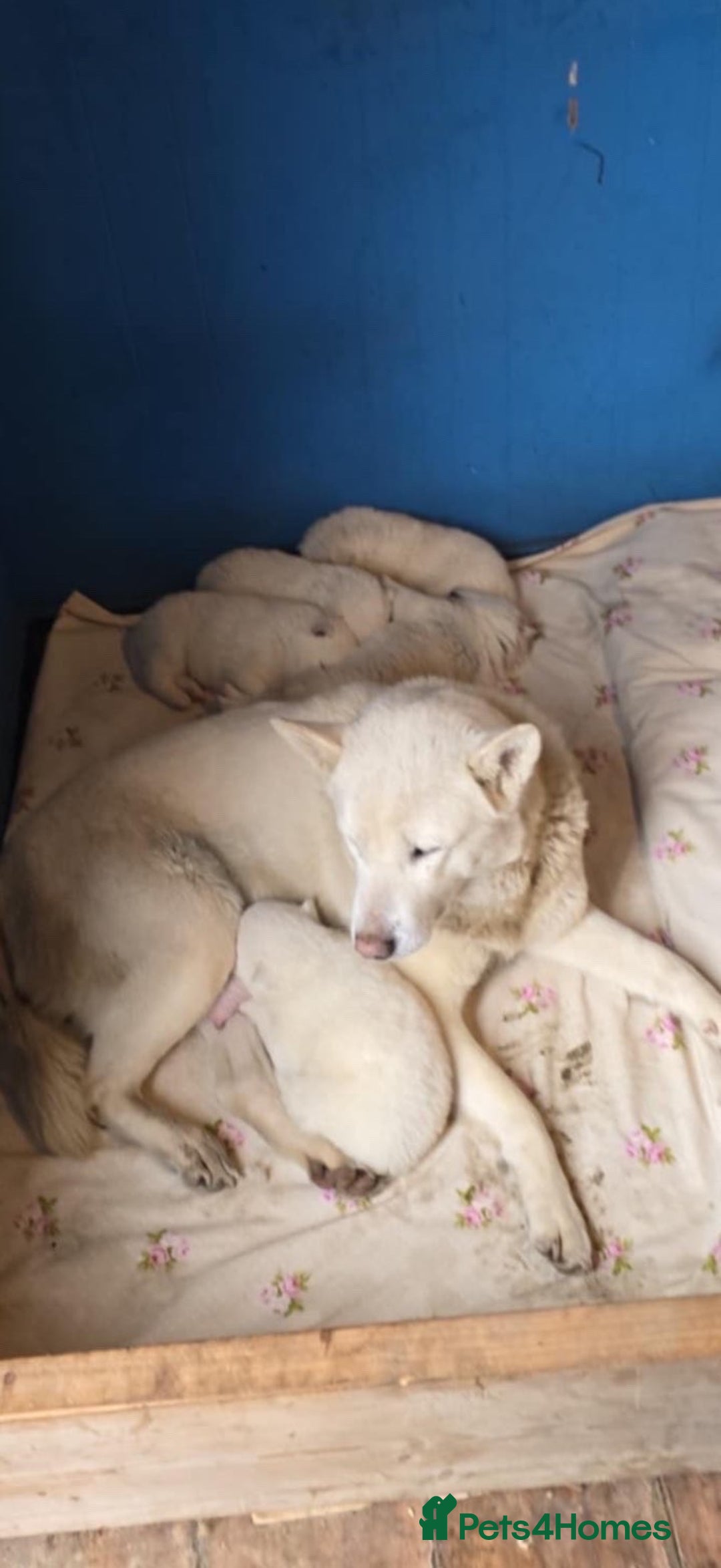 Huskita dogs for sale: 4 beautiful female akita X husky - Advert 2