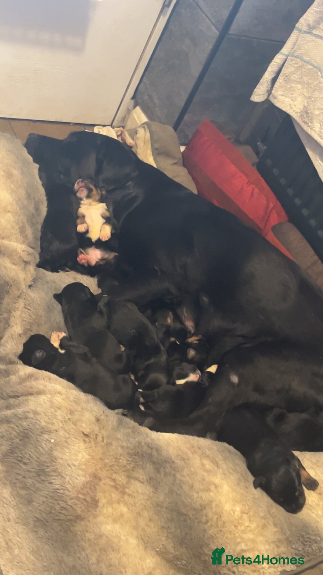 Mixed Breed dogs for sale: 8 puppies available rottweiler x border collie - Image 17