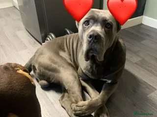 Cane Corso dogs Romanian Import KC Reg Cane Corso blue stud - Advert 2