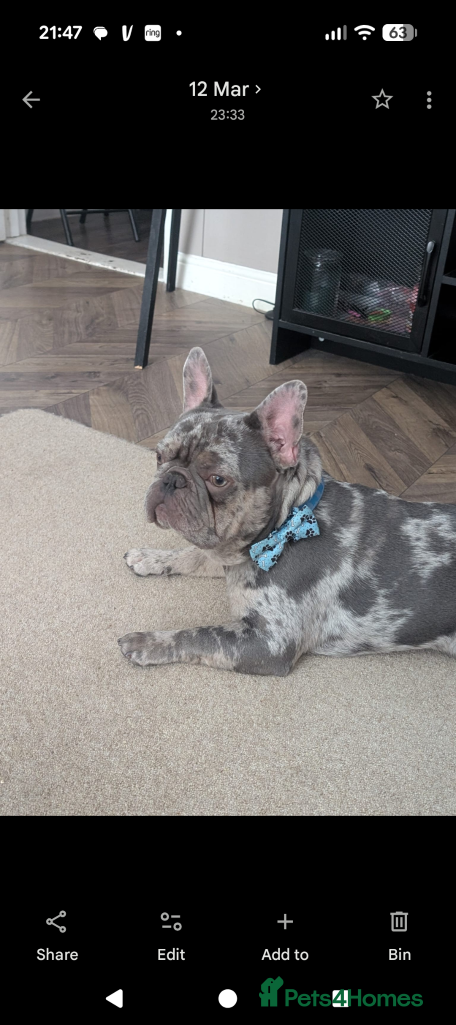 French Bulldog dogs for stud: Dog for stud  - Advert 1