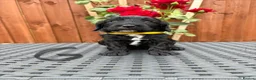 Cockapoo dogs for sale: Cockatoo puppies in Royston - Advert 3