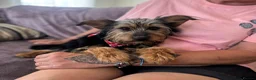 Mixed Breed dogs for adoption: Little Luna - Advert 12