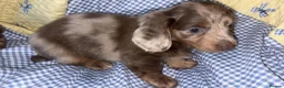 Miniature Dachshund dogs for sale: Miniature dachshund puppies  - Advert 3