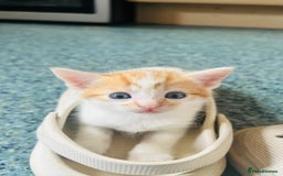Mixed Breed cats for sale: Cat and kittens - Image 11