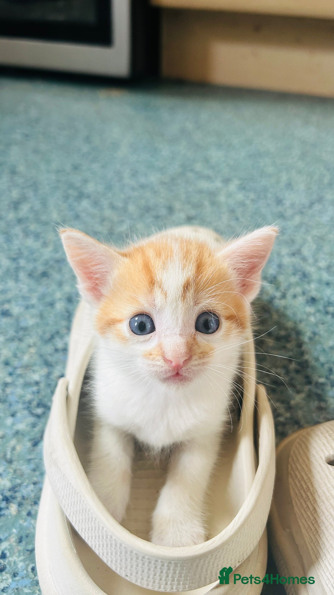Mixed Breed cats for sale: Cat and kittens - Image 11