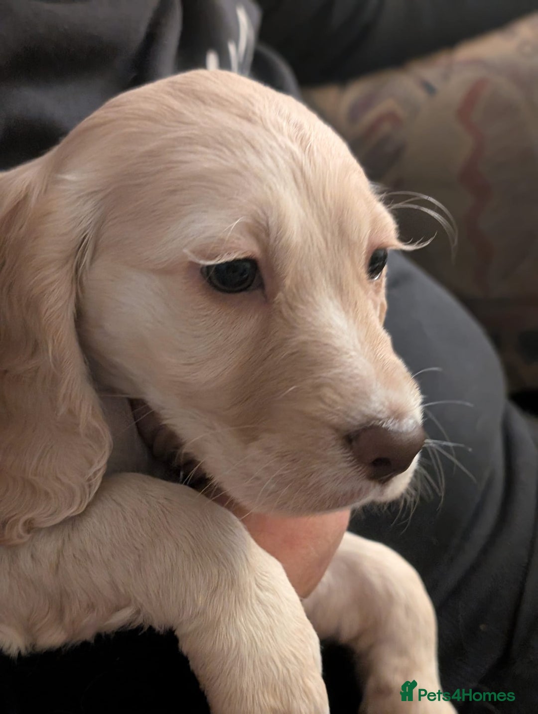 Cocker Spaniel dogs for sale: Working Cocker Spaniel puppies - Advert 30