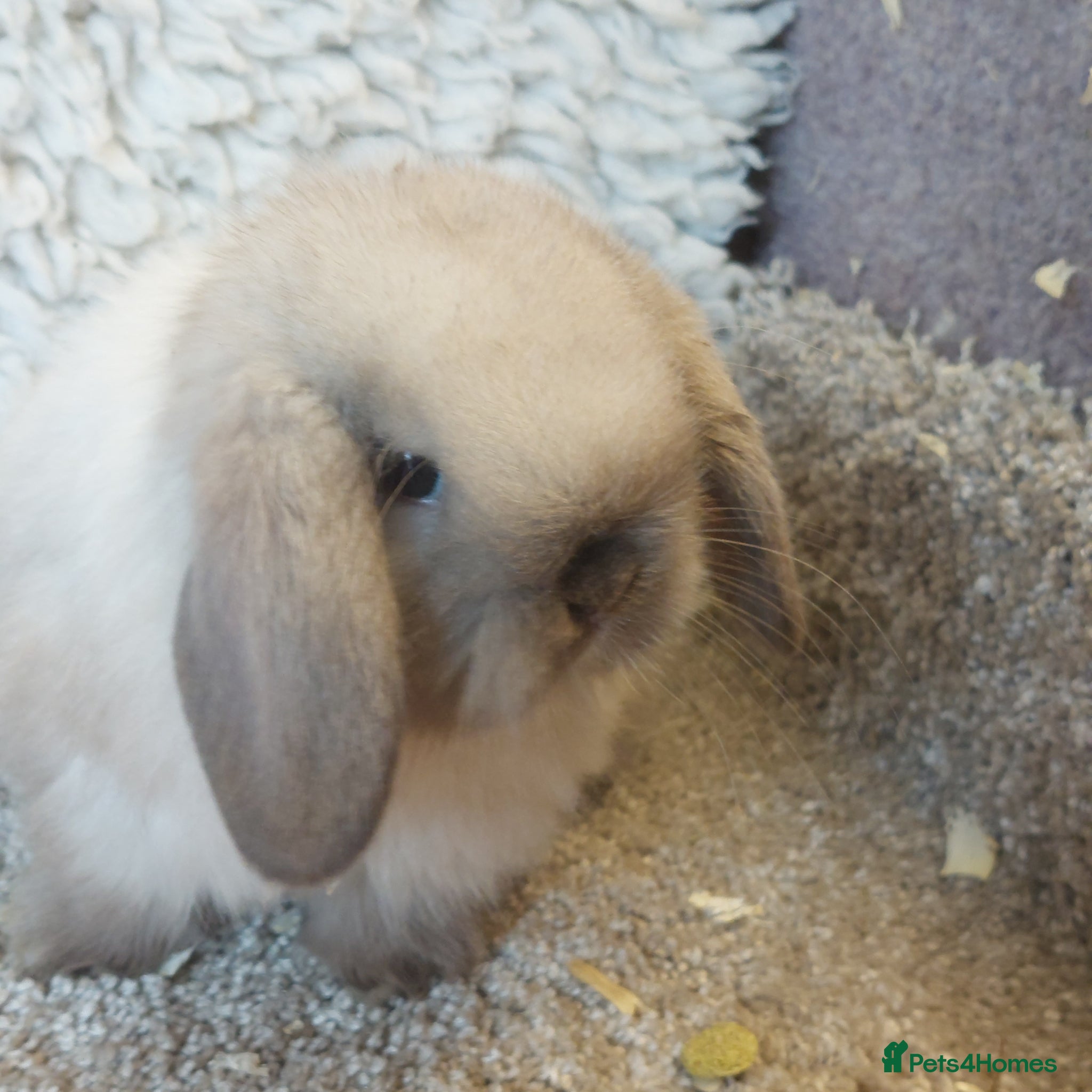 Mini Lop rabbits for sale: Beautifull minilop babys ready to reserve  - Advert 3