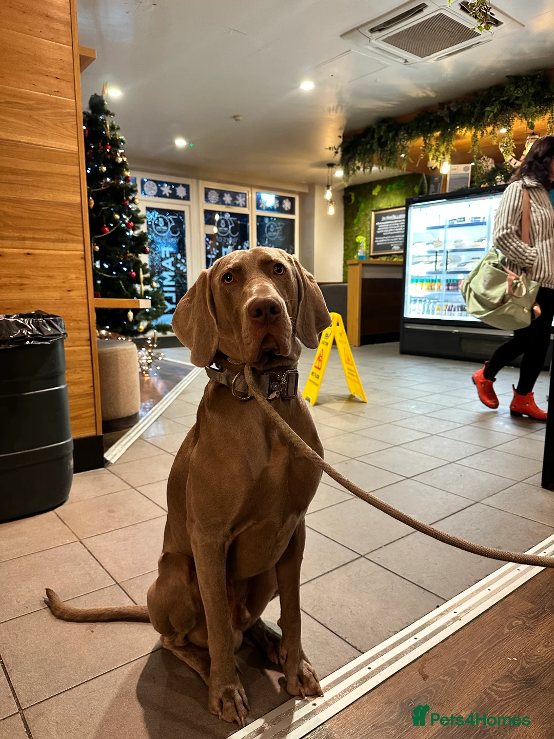 Weimaraner dogs for stud: KC Weimaraner for stud  - Advert 8