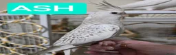 Cockatiels birds for sale: 8 week old female cockatiels - Advert 7