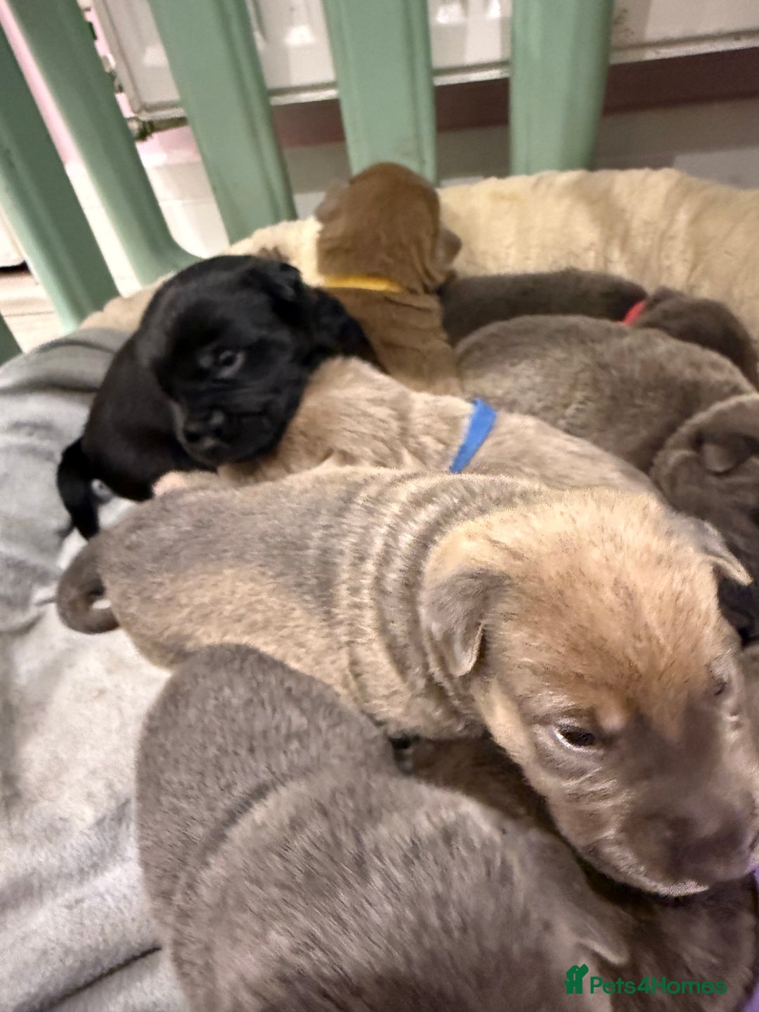 Mixed Breed dogs for sale: Sharpei puppies - Advert 12