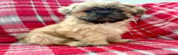 Shih Tzu dogs for sale: 6x Pedigree Imperial Shih Tzu Boys Ready To Leave - Advert 2