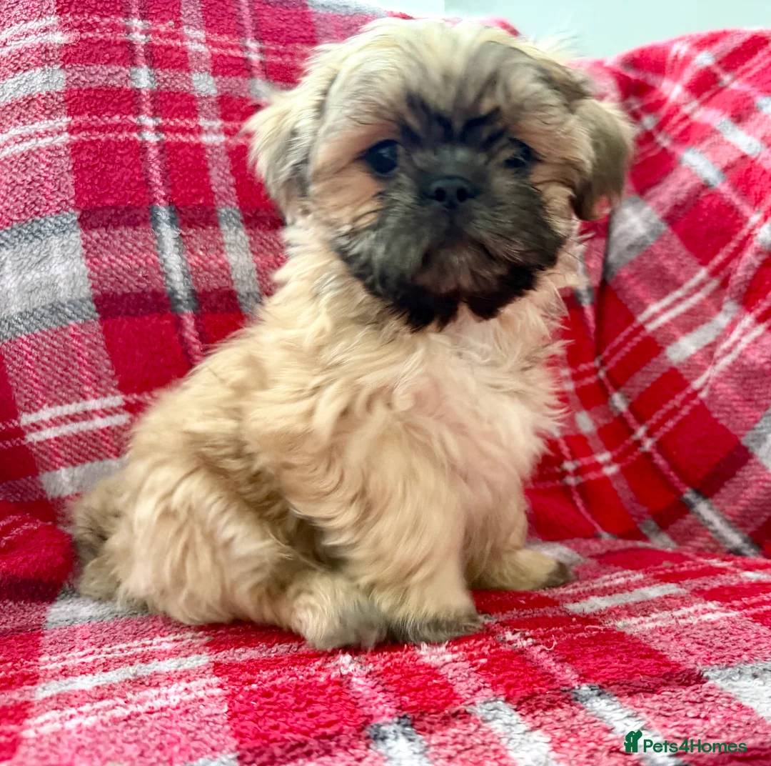 Shih Tzu dogs for sale: 6x Pedigree Imperial Shih Tzu Boys Ready To Leave - Advert 2