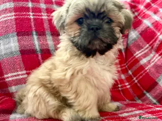Shih Tzu dogs 6x Pedigree Imperial Shih Tzu Boys Ready To Leave - Advert 4